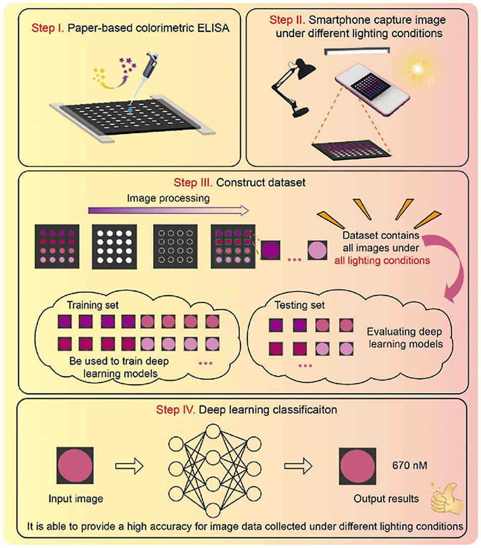 Paper-based colorimetric ELISA workflow with smartphone imaging and deep learning analysis